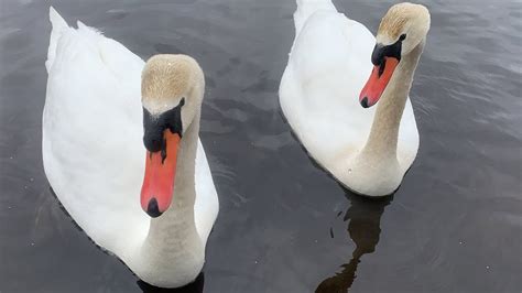 Feeding The Mute Swans And Canada Geese Birdseeds Wedge And Bevy