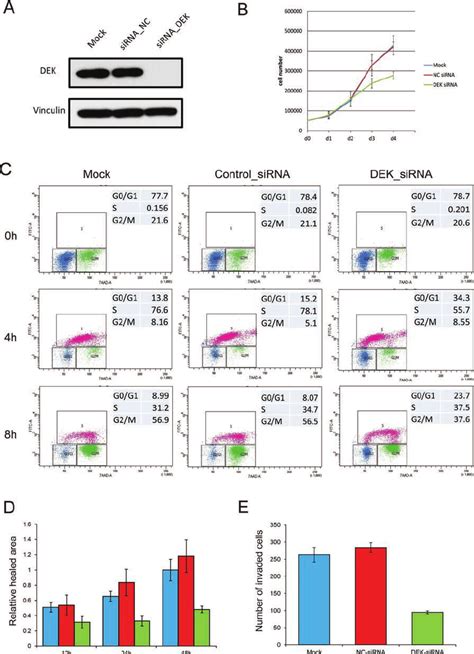 Knockdown Of DEK Suppresses PC 3 Cell Growth Migration And Invasion