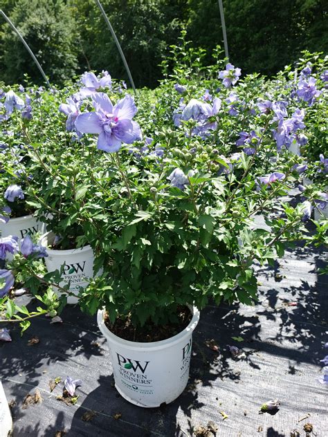 Blue Chiffon® Rose of Sharon – Green Promise Farms