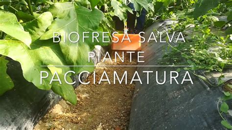 PACCIAMATURA BIOFRESA SALVA PIANTE AGRI SISTEMI SRL YouTube