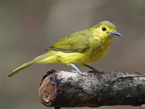 Ml617289085 Yellow Browed Bulbul Macaulay Library