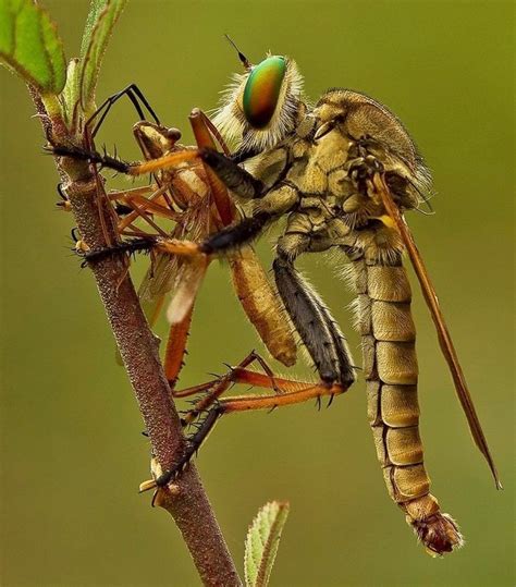 a large insect sitting on top of a tree branch