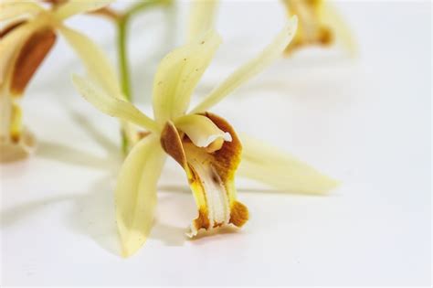 Premium Photo Coelogyne Trinervis Orchid