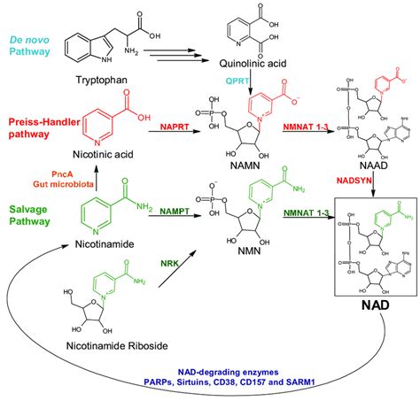 Schematic Representation Of The Nad Generating Pathways In Mammalian