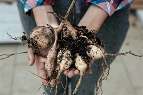 How To Plant Dahlia Tubers For A Glorious Floral Display Homes And Gardens