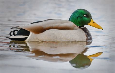 Colvert Canard Oiseau Photo Gratuite Sur Pixabay Pixabay