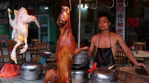 又是一年狗肉節：中國網民今年怎麼說？ Bbc News 中文