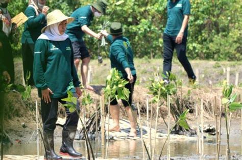 Hutan Mangrove Di Jawa Timur Dalam Ancaman Fokus Isu WALHI JAWA TIMUR