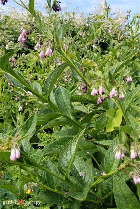 The Surprising Case For Growing Comfrey In Your Garden Garden Therapy