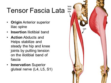 闊筋膜張肌與髂脛束tensor Fasciae Latae Muscle And Iliotibial Tract 職能治療陪你居家復健