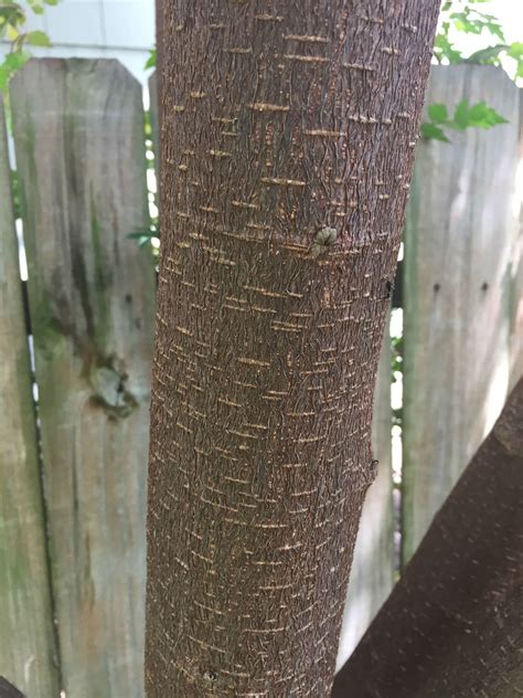 Very Fast Growing Tree Sprung Up About 4 Years Ago 8b Central Texas Whatsthisplant