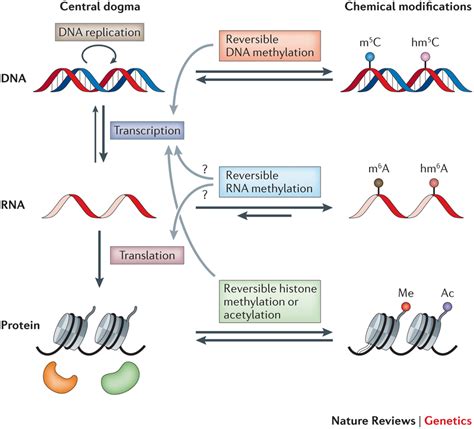 Rna M A