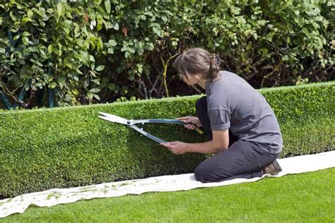 How To Grow Evergreen Hedge Plants Best Easiest Fastest And Low