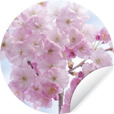 Wallcircle Muurstickers Behangcirkel Bloesem Kersenboom Lente