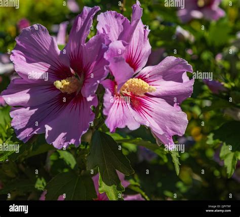 Rosa Hibiscus Syriacus Floreciendo En Los Garden Common Nombres Como