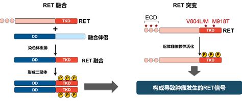 周清教授 分子检测助力ret融合阳性非小细胞肺癌的精准治疗非小细胞肺癌分子检测pralsetinib医脉通