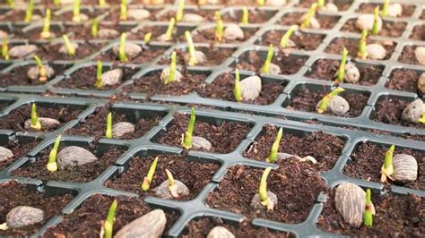How To Grow Palm Trees From Seeds Detailed Instructions Plantglossary