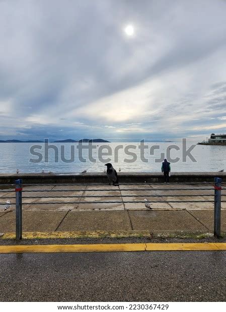 Cute Crow Standing On Rope Seaside Stock Photo 2230367429 Shutterstock