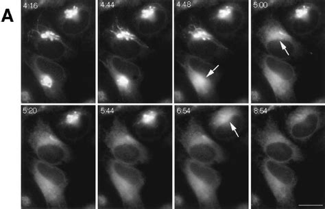 Tubulation And Explosive Disassembly Of The Golgi Complex In