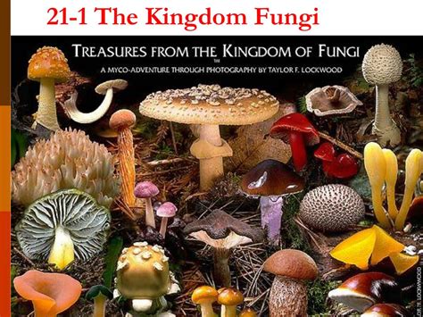 Ppt The Kingdom Fungi Powerpoint Presentation Free Download Id550822