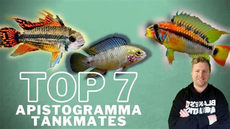 Apistogramma Tank Mates - Aquariumia