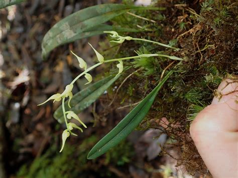 Bulbophyllum Invisum Orchidaceae Image At Phytoimages Siu Edu