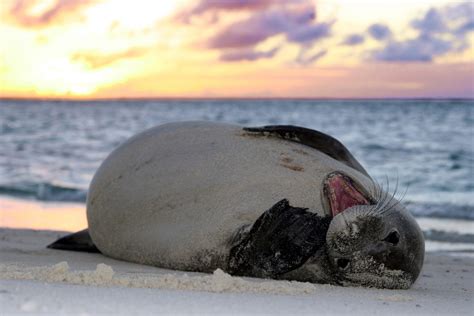 New Habitat Protections Will Help Hawaiian Monk Seals Avoid Extinction » Marine Conservation ...