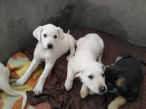 Cucciolotte Dolci Cane A Varese In Regalo