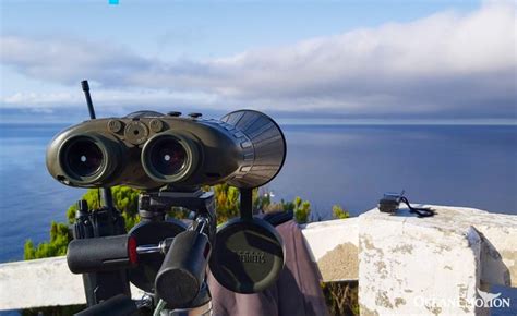 Isla Terceira Excursi N En Barco Para Avistar Ballenas Y Delfines