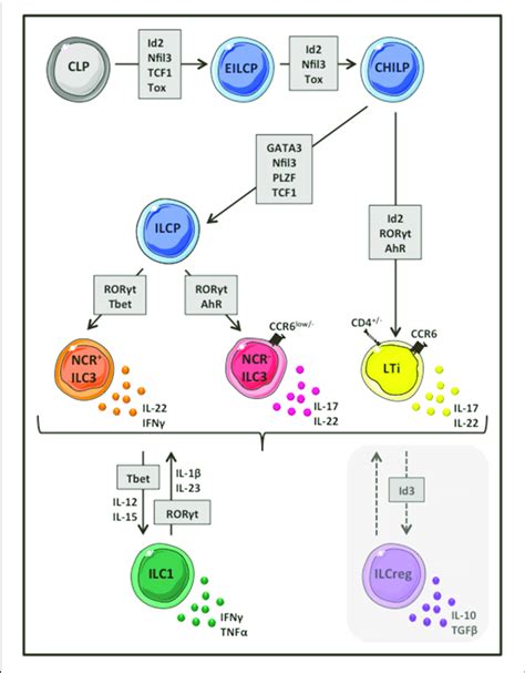 Group 3 ILC Development And Heterogeneity Group 3 ILCs Represent The