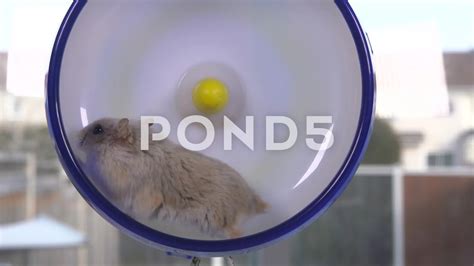 Dwarf Hamster Running On Wheel