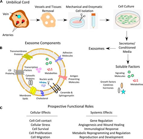 Frontiers Whartons Jelly Mesenchymal Stem Cells A Concise Review Of