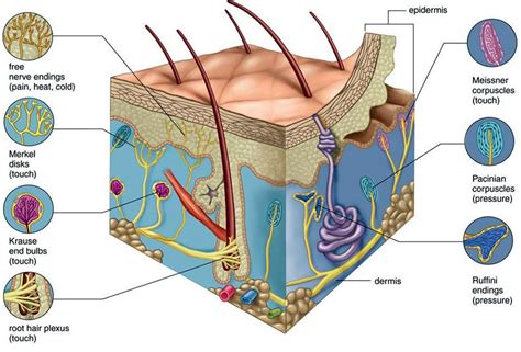 Sensory Receptors | The Salience