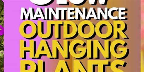 8 Low Maintenance Outdoor Hanging Plants You Will Love - Garden