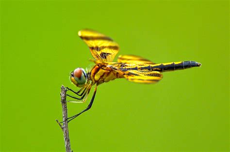 Dragonflies And Damselflies Learn The Difference