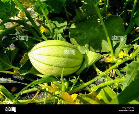 Plante De Melon Banque De Photographies Et Dimages à Haute Résolution