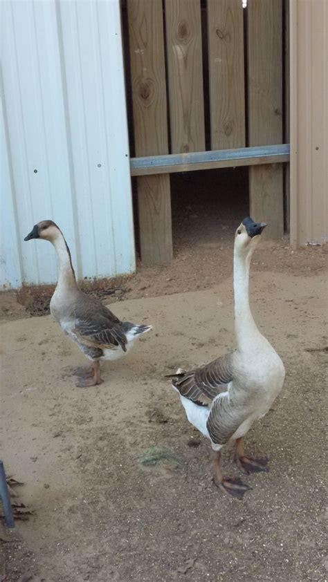 How To Tell The Sex Of An African Goose Backyard Chickens Learn How To Raise Chickens