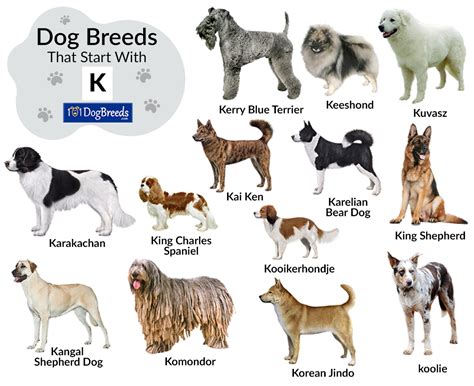 List of Dog Breeds that Start with K