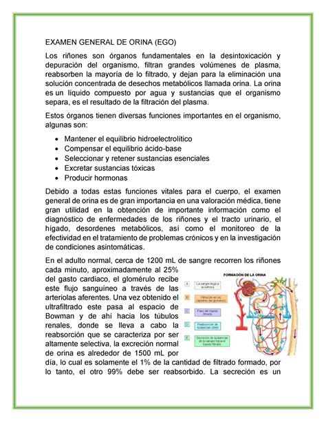 Exámen General De Orina Y Sus Fundamentos Examen General De Orina Ego Los Riñones Son