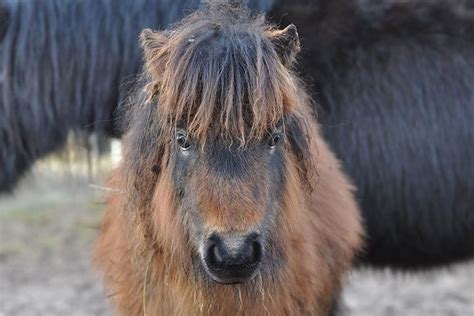 Shetland Pony » Horse Breed Profile » Facts, Colors, Pictures