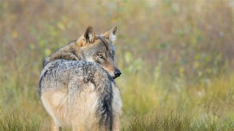 Une année parmi les loups Documentaire où regarder TV Replay Streaming