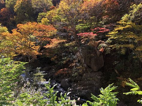 最高の秋晴れ♪青空の下、関東奥入瀬「照葉峡」の紅葉を楽しむ♪ 水上高原のゆかいな仲間たち