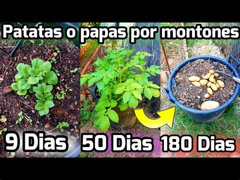 Guía completa para cultivar con éxito patatas en maceta Siembra de