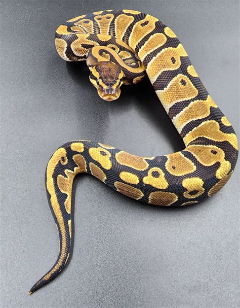 Citron 100 Dbl Het Piedclown Ball Python By Tri Force Morphs