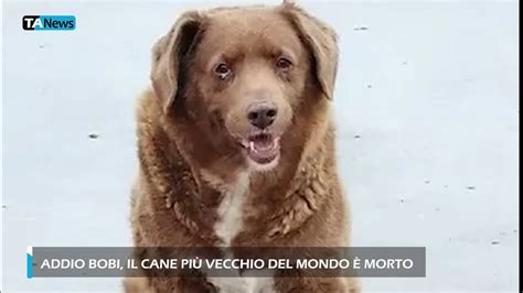 Addio Bobi il cane più vecchio del mondo morto a 31 anni Notizie da