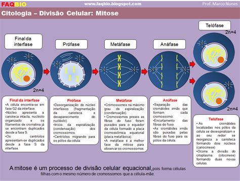 Faqbio Apoio Ao Estudo De Biologia Ficha Resumo Citologia Divis O