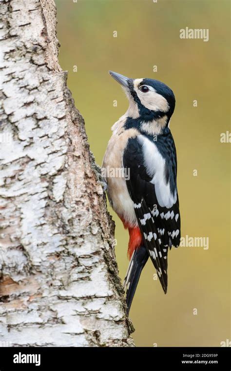 Buntspecht Weibchen Dendrocopos Major Female Great Spotted Woodpecker