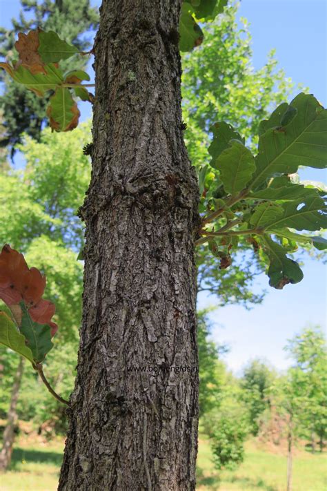 European Treeguide Bomengids Nl Featuring Daimyo Eik Japanse