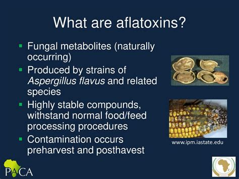 Overview Of The Aflatoxin Challenge And Paca Ppt Download