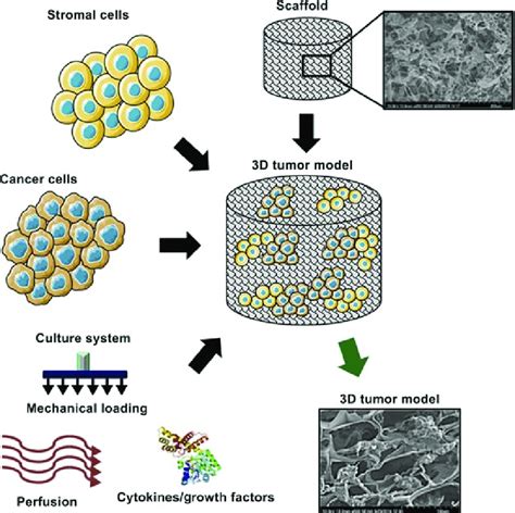 2 Engineering Of 3d Tumor Model Engineering Of 3d Tumor Models